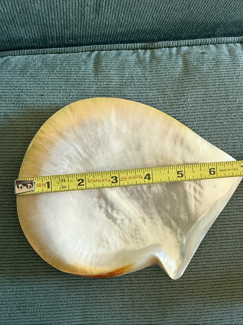 Large Nautical Seashell Decorative Accent - Yellow & Cream - Picture 4 of 4